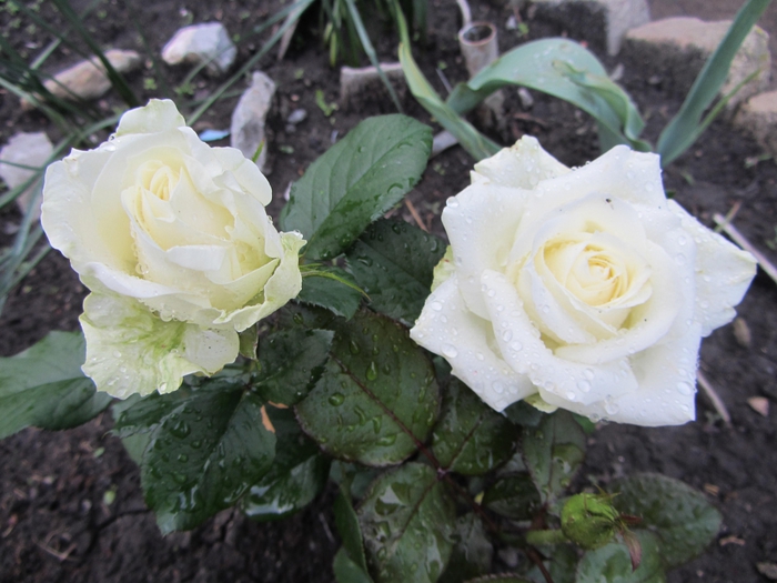 5056058_IMG_0883 (700x525, 251Kb)
