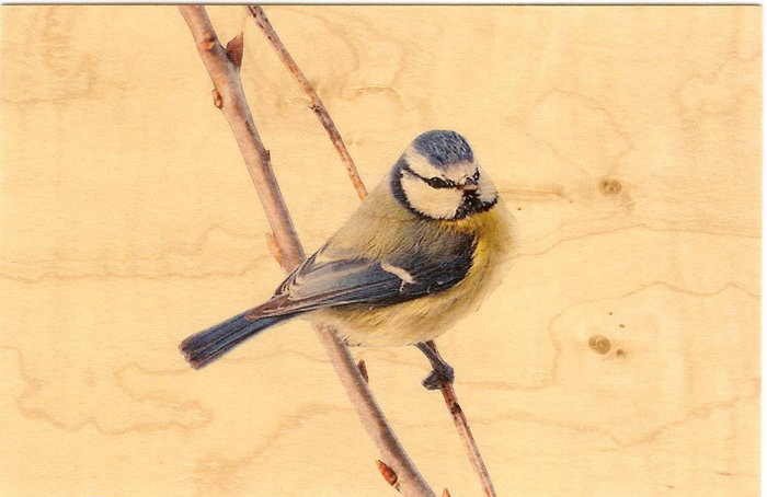bluetit (700x454, 60Kb)
