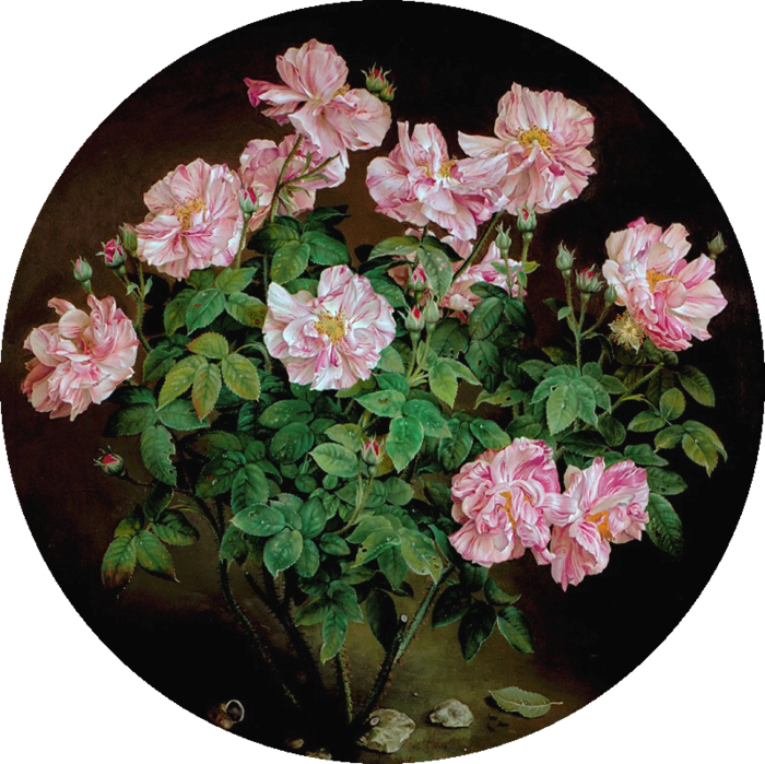 PINK AND WHITE STRIPED ROSE BUSH 61x61 cms  oil on canvas 1996 (700x699, 721Kb)