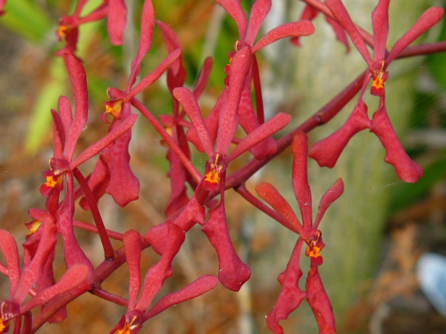 2378119784_1ea5608ee7_oRenanthera philippinensis x coccinea (640x480, 228Kb)