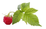 listja-malini-300x195 (154x100, 21Kb)