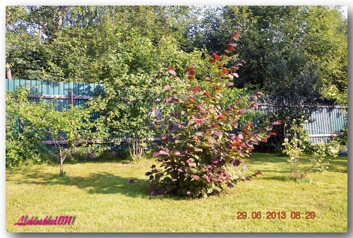 3587765_DSC_08151 (700x472, 376Kb)