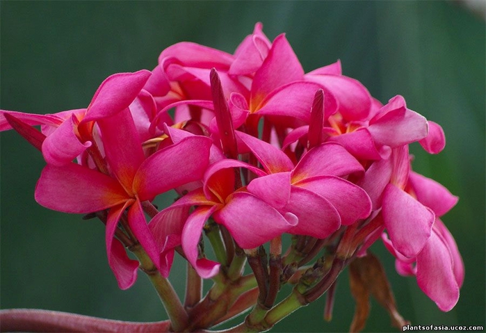 Plumeria-rubra-13 (700x479, 221Kb)