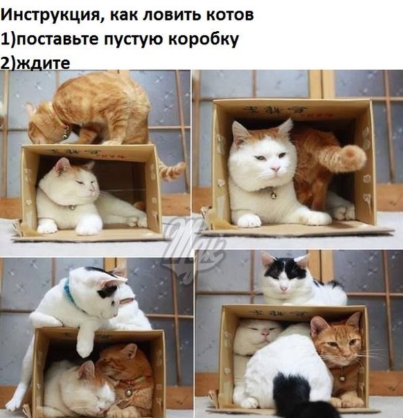Инструкция по отлову котов