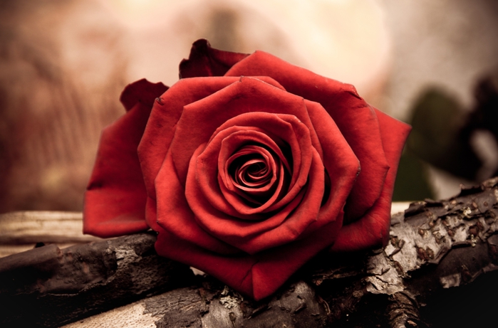 Vintage composition with roses (38) (700x461, 203Kb)