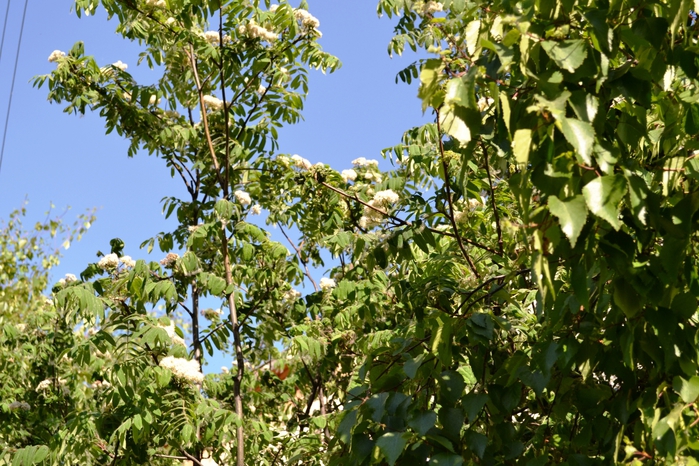 DSC_0387 (700x466, 347Kb)