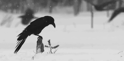 tumblr_ma2gphBLRt1qaozevo1_500 (500x245, 497Kb)