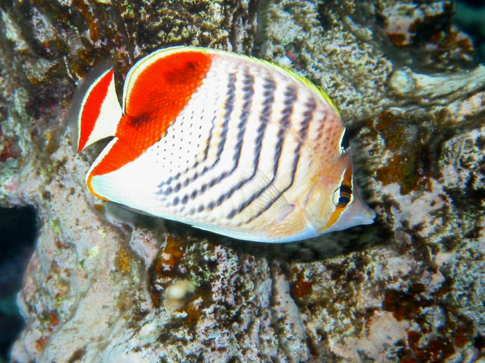 redbackbutterflyfish (700x525, 492Kb)