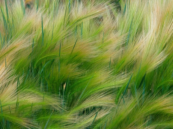 Foxtail Barley (600x450, 104Kb)