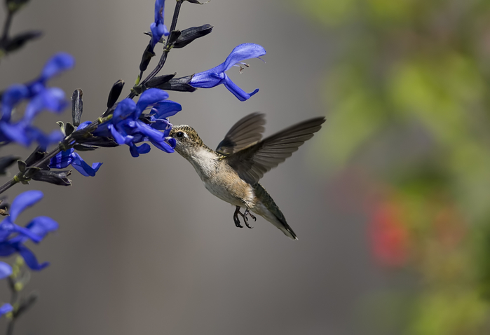 520130_ptica_kolibri_cvety_nektar_sinie_2568x1755_(www.GdeFon.ru) (700x478, 187Kb)