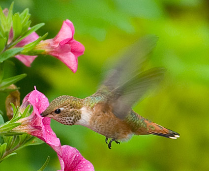 zhivyie-brilliantyi-fotopodborka-kolibri_2 (425x348, 124Kb)