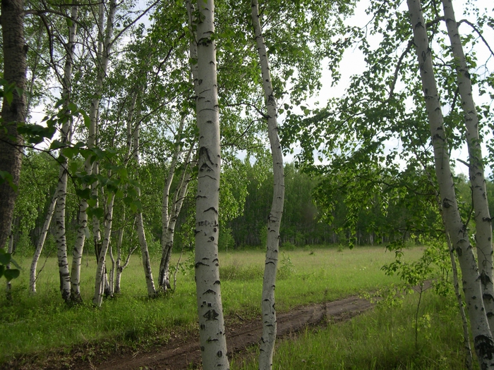 4058357_BerezaPloskolistnaya (700x525, 388Kb)