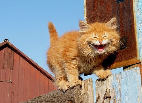  (500x361, 42Kb)