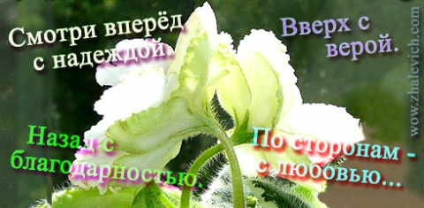 untitled.png8 (480x235, 245Kb)