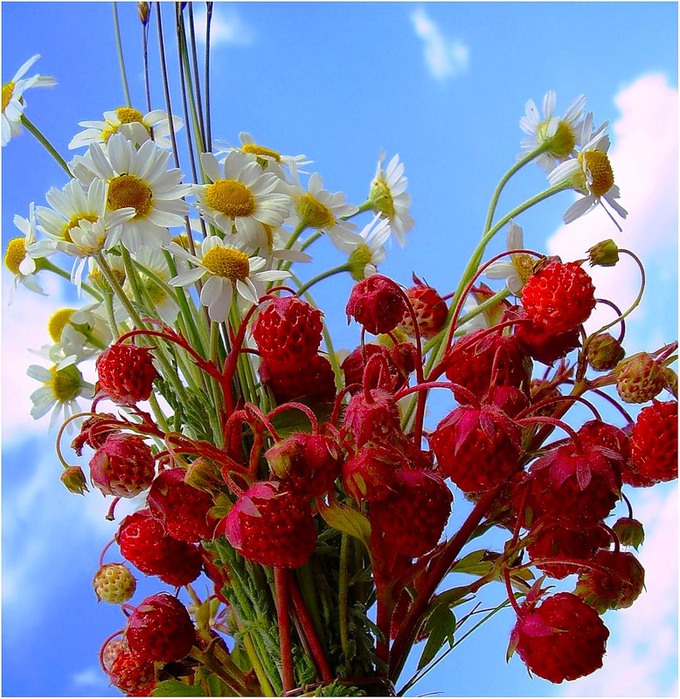 0_37560_fdcd1e8_-1-XL (680x700, 176Kb)
