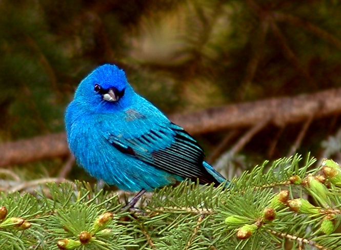 Indigo Bunting (665x488, 403Kb)