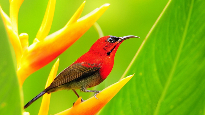 Animals_Birds_Red_Bird_030872_ (700x393, 264Kb)