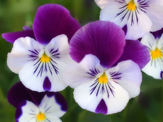 Nature_Flowers_Park_flowers_008303_29 (640x480, 226Kb)