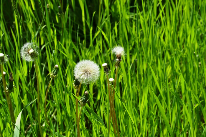 DSC_0464 (700x466, 287Kb)