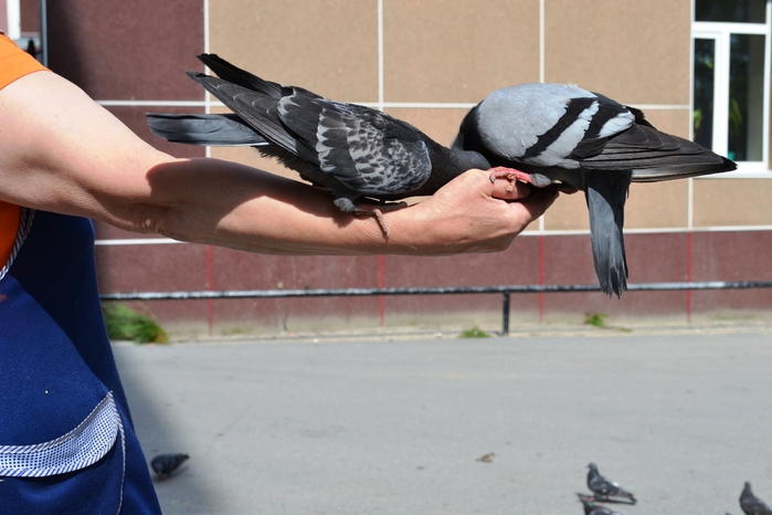 DSC_0466 (700x466, 205Kb)