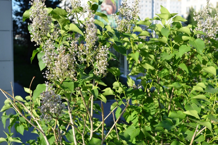 DSC_0548 (700x466, 340Kb)