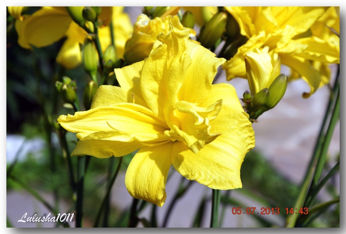 3587765_DSC_09411 (700x474, 224Kb)