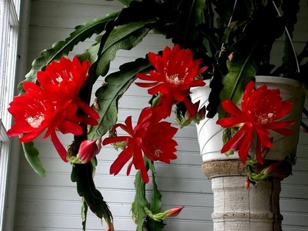 Комнатные цветущие растения каталог с фотографиями