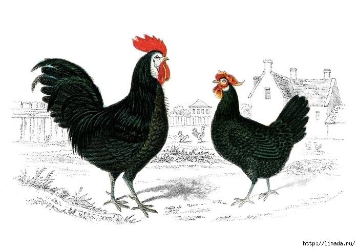 Vintage-Images-Rooster-Hen-GraphicsFairy-1024x712 (700x486, 188Kb)