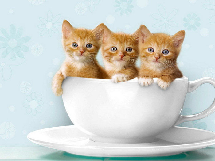 wallpapers_cats_702[1] (700x525, 75Kb)