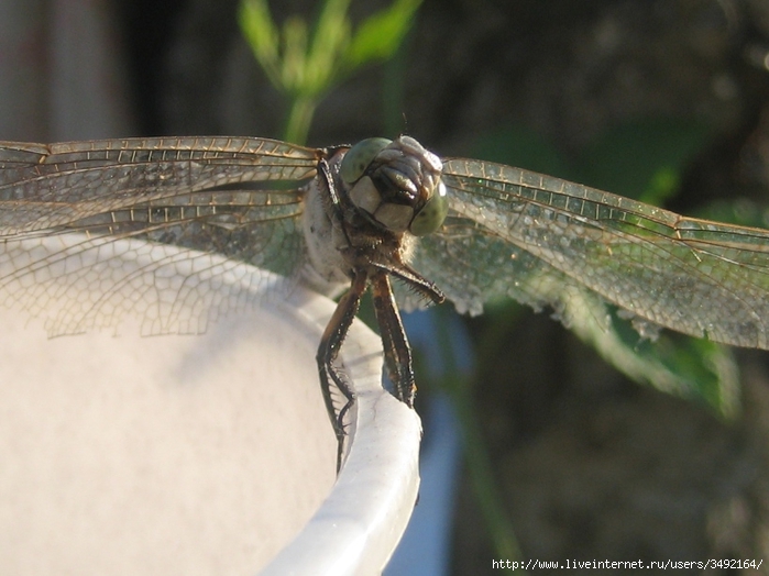 IMG_2002 (700x524, 232Kb)