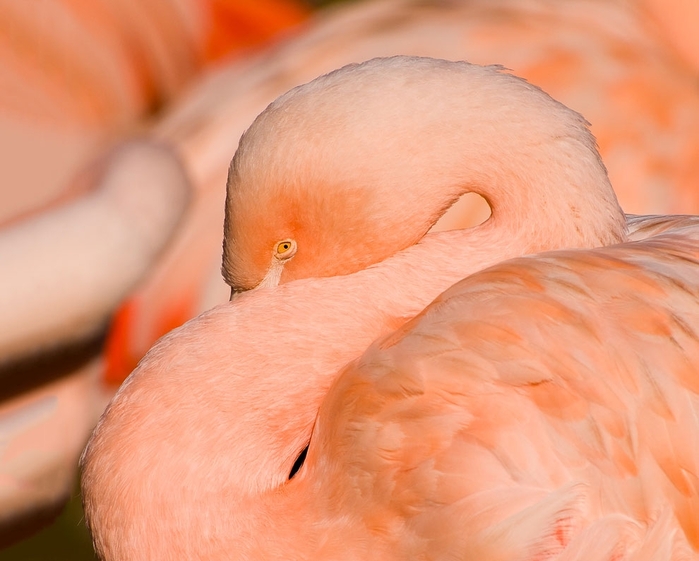 flamingo05 (700x561, 223Kb)