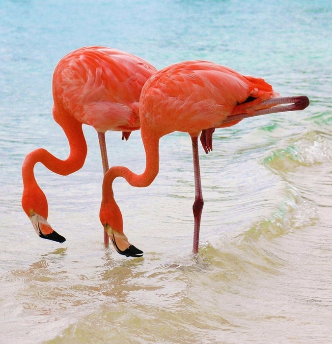 flamingo22 (676x700, 351Kb)