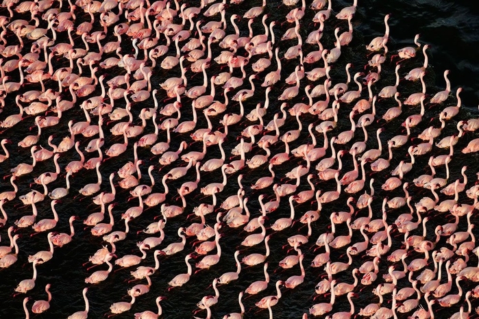 flamingo26 (700x466, 357Kb)