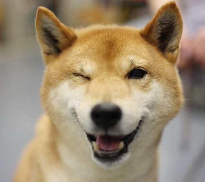 4826692_94652931_09 (700x622, 47Kb)