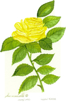  Yellow%20Rose (454x700, 327Kb)