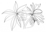  7089786-black-and-white-sketch-flower (400x283, 57Kb)