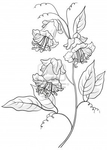  10427517-flowers-kobe-petals-and-leaves-monochrome-contours (286x400, 59Kb)