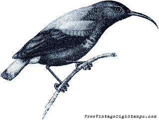 free digital stamp - sun bird image (320x243, 45Kb)