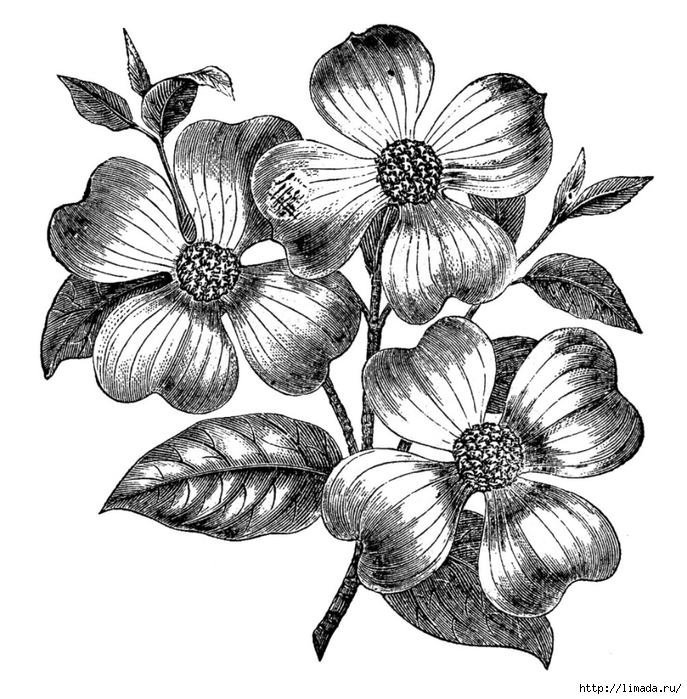 Free-Vintage-Images-Dogwood-Flowers-GraphicsFairy-1006x1024 (687x700, 323Kb)