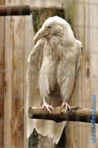1328789131_great_pictures_of_albino_animals_640_25 (398x600, 37Kb)