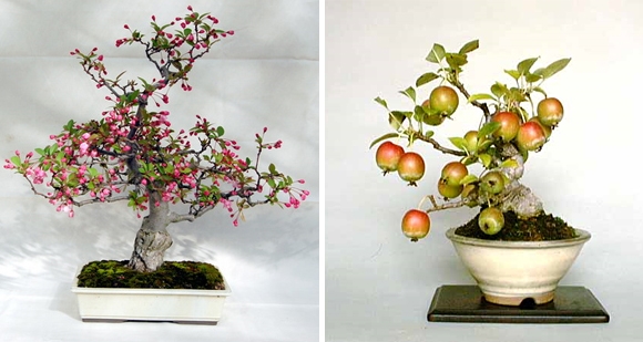 bonsai-flowering-crab-apple-tree (580x309, 137Kb)