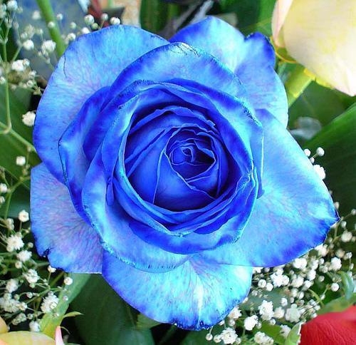 Роза синий нил фото и описание