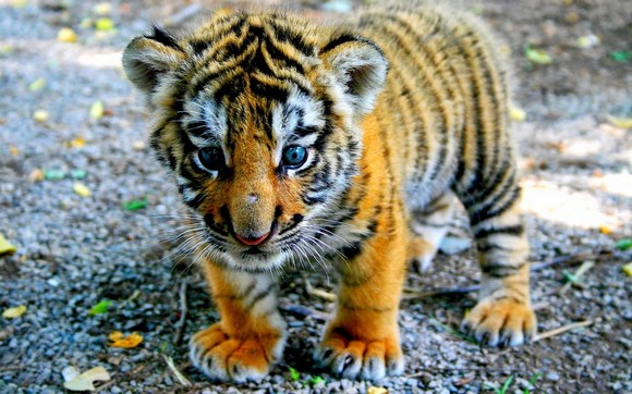 tiger-baby (580x362, 77Kb)