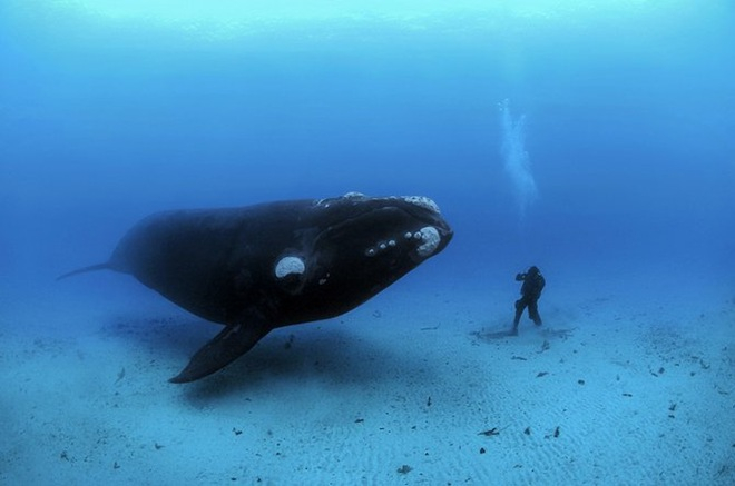 UnderwaterPhotographyByBrianSkerry23 (660x437, 157Kb)