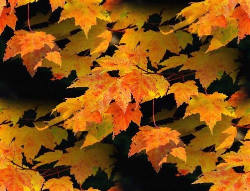 3815384_1214695421_autumnleaves3 (500x383, 63Kb)