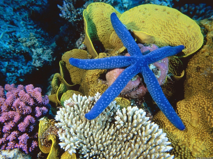 blue-linckia-sea-star_great-barrier-reef_australia (700x525, 376Kb)