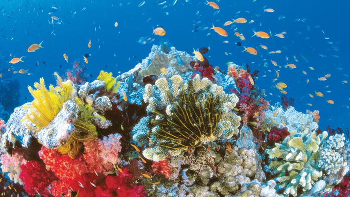 explore-states-qld-summer-marine-life (700x393, 270Kb)