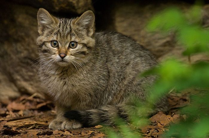 Европейская лесная кошка фото