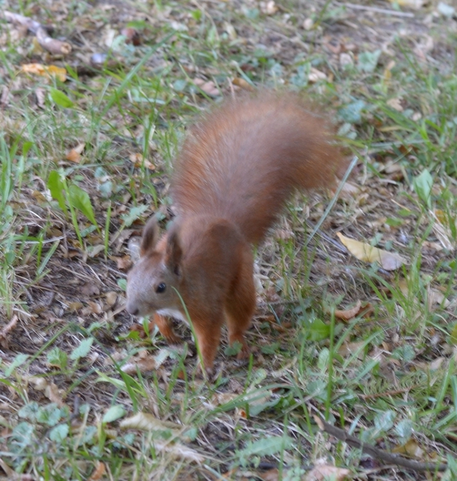 DSC_0316.JPGz (665x700, 381Kb)