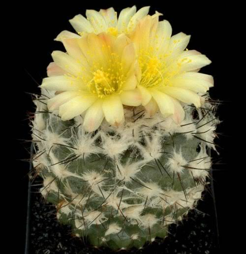 cactusflowers27eu1 (500x516, 160Kb)